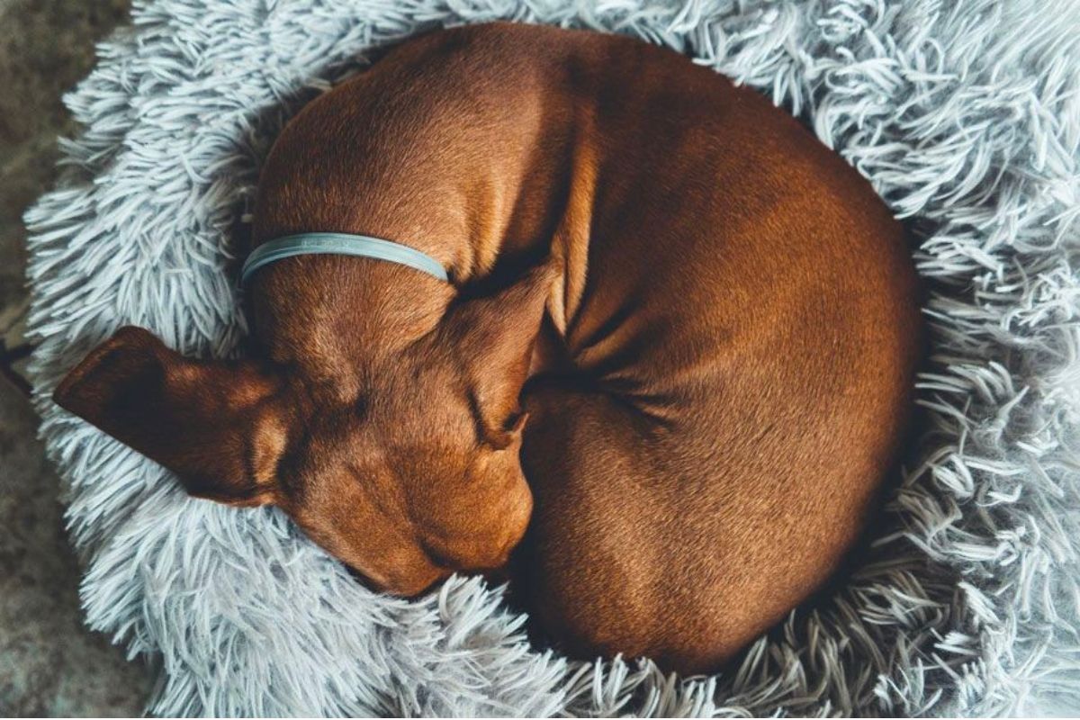 Dog Sleep