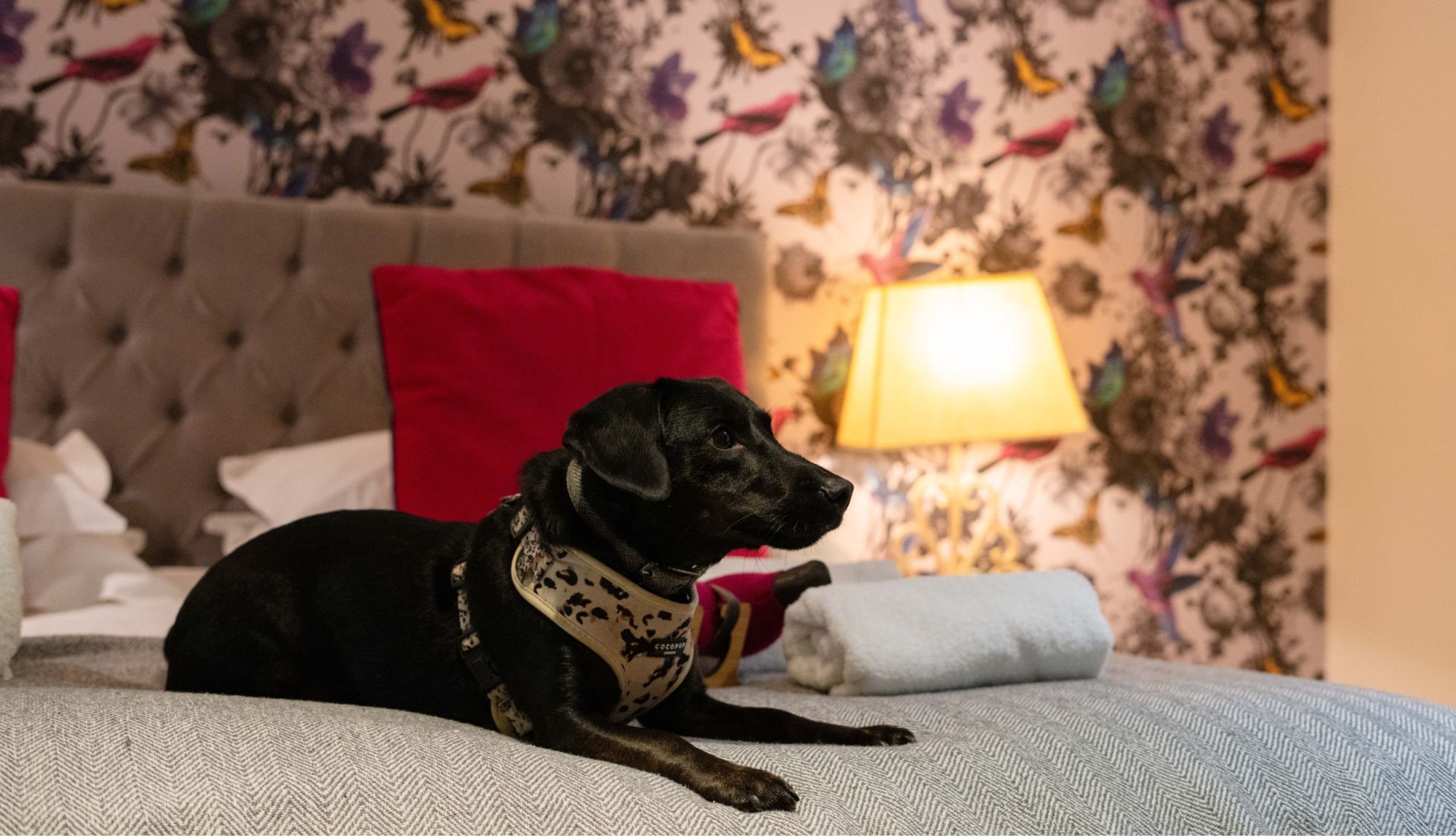 Dog